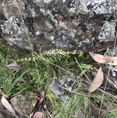 Asplenium flabellifolium at Acton, ACT - 30 Mar 2022