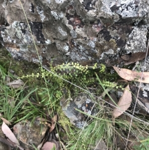 Asplenium flabellifolium at Acton, ACT - 30 Mar 2022