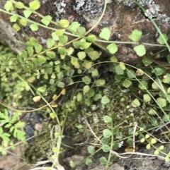 Asplenium flabellifolium at Acton, ACT - 30 Mar 2022