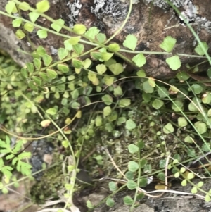 Asplenium flabellifolium at Acton, ACT - 30 Mar 2022