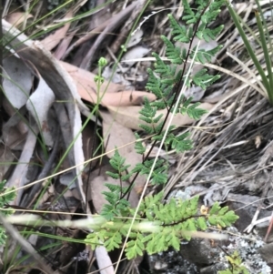 Cheilanthes sieberi subsp. sieberi at Bruce, ACT - 30 Mar 2022