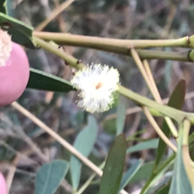 Acacia penninervis var. penninervis (Hickory Wattle) at Acton, ACT - 30 Mar 2022 by Tapirlord