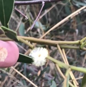 Acacia penninervis var. penninervis at Acton, ACT - 30 Mar 2022