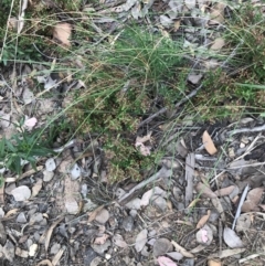 Pomax umbellata at Acton, ACT - 30 Mar 2022