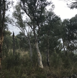 Eucalyptus rossii at Bruce, ACT - 30 Mar 2022 04:19 PM