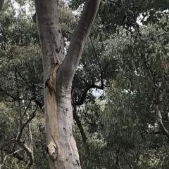 Eucalyptus rossii at Bruce, ACT - 30 Mar 2022