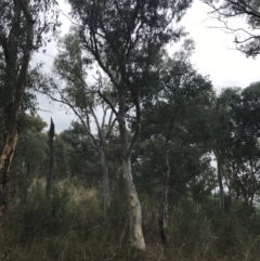 Eucalyptus rossii at Bruce, ACT - 30 Mar 2022