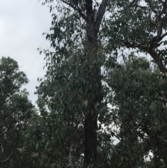 Eucalyptus macrorhyncha (Red Stringybark) at Bruce, ACT - 30 Mar 2022 by Tapirlord