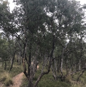 Eucalyptus polyanthemos subsp. polyanthemos at Bruce, ACT - 30 Mar 2022 04:16 PM