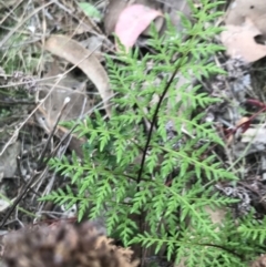 Cheilanthes austrotenuifolia (Rock Fern) at Bruce, ACT - 30 Mar 2022 by Tapirlord