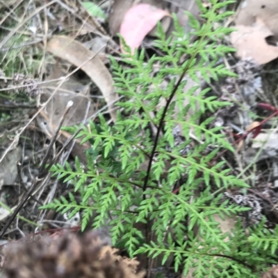 Cheilanthes austrotenuifolia (Rock Fern) at Bruce, ACT - 30 Mar 2022 by Tapirlord