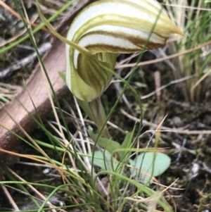 Diplodium truncatum at Bruce, ACT - suppressed