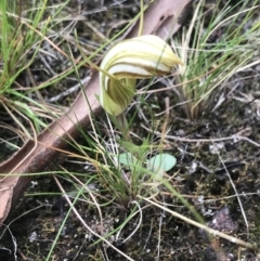 Diplodium truncatum at Bruce, ACT - suppressed