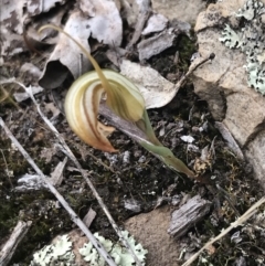 Diplodium truncatum at Bruce, ACT - suppressed