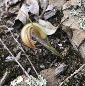 Diplodium truncatum at Bruce, ACT - suppressed