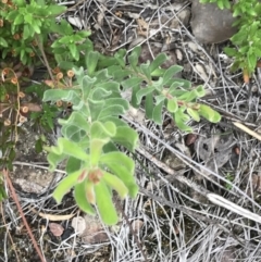 Persoonia rigida (Hairy Geebung) at Bruce, ACT - 30 Mar 2022 by Tapirlord