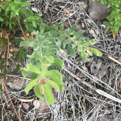 Persoonia rigida (Hairy Geebung) at Bruce, ACT - 30 Mar 2022 by Tapirlord