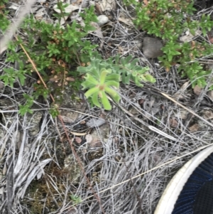 Persoonia rigida at Bruce, ACT - 30 Mar 2022 03:48 PM