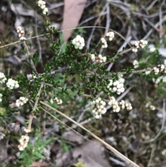 Cryptandra amara (Bitter Cryptandra) at Bruce, ACT - 30 Mar 2022 by Tapirlord