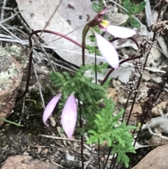 Eriochilus cucullatus at Bruce, ACT - 30 Mar 2022