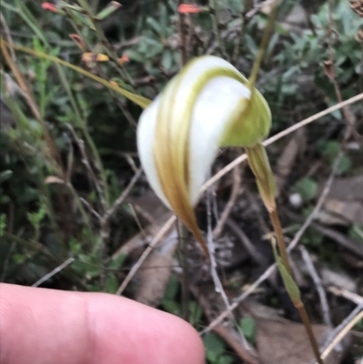 Diplodium ampliatum (Large Autumn Greenhood) at Point 5815 - 30 Mar 2022 by Tapirlord