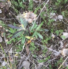 Coronidium oxylepis subsp. lanatum (Woolly Pointed Everlasting) at Bruce, ACT - 30 Mar 2022 by Tapirlord