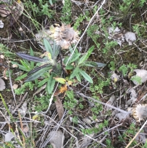 Coronidium oxylepis subsp. lanatum at Bruce, ACT - 30 Mar 2022