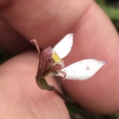 Eriochilus cucullatus (Parson's Bands) at Bruce, ACT - 30 Mar 2022 by Tapirlord