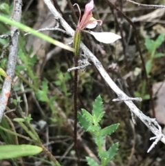 Eriochilus cucullatus at Bruce, ACT - 30 Mar 2022