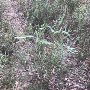 Daviesia mimosoides subsp. mimosoides at Acton, ACT - 30 Mar 2022