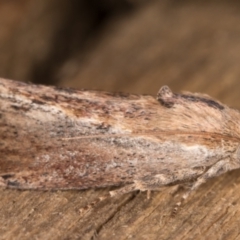 Galleria mellonella at Melba, ACT - 16 Feb 2022 12:03 AM