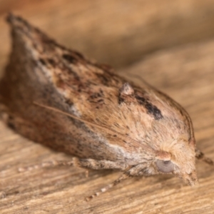 Galleria mellonella at Melba, ACT - 16 Feb 2022 12:03 AM