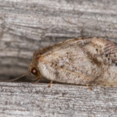 Drepanacra binocula (Notched brown lacewing) at Melba, ACT - 16 Feb 2022 by kasiaaus