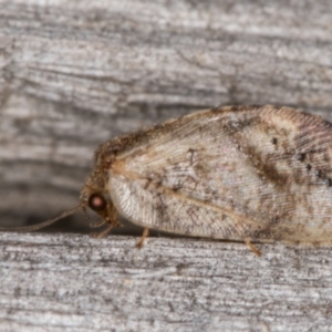 Drepanacra binocula at Melba, ACT - 16 Feb 2022