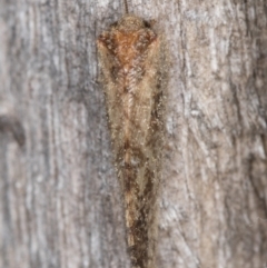 Drepanacra binocula at Melba, ACT - 16 Feb 2022