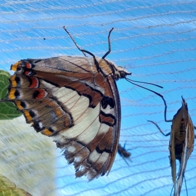 Charaxes sempronius (Tailed Emperor) at Wirlinga, NSW - 7 Mar 2022 by RobCook