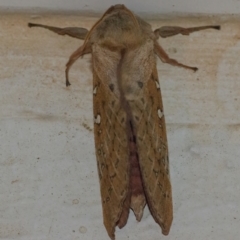 Oxycanus dirempta (Variable Oxycanus) at Googong, NSW - 1 Apr 2022 by WHall