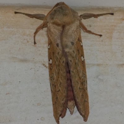 Oxycanus dirempta (Variable Oxycanus) at Googong, NSW - 1 Apr 2022 by WHall