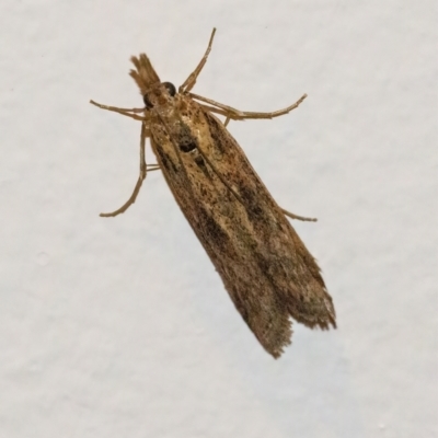 Scoparia (genus) (Unidentified Scoparia moths) at Googong, NSW - 30 Mar 2022 by WHall