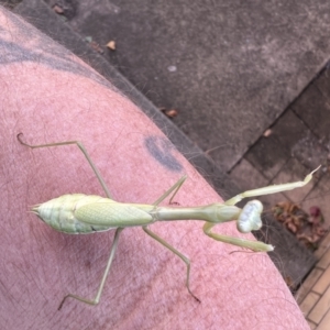 Pseudomantis albofimbriata at Queanbeyan, NSW - 4 Apr 2022