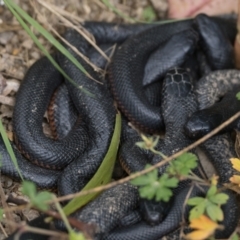 Pseudechis porphyriacus (Red-bellied Black Snake) at Tidbinbilla Nature Reserve - 4 Apr 2022 by patrickcox