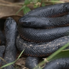 Pseudechis porphyriacus at Paddys River, ACT - 4 Apr 2022