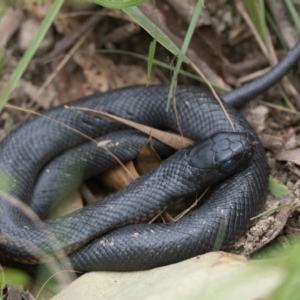 Pseudechis porphyriacus at Paddys River, ACT - 4 Apr 2022 11:00 AM