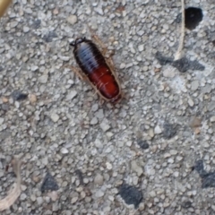 Melanozosteria dookiensis (Dookie woodland cockroach) at Murrumbateman, NSW - 4 Apr 2022 by SimoneC