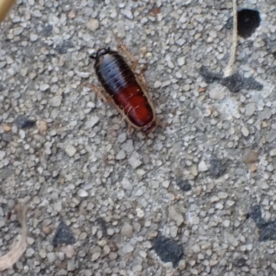 Melanozosteria dookiensis (Dookie woodland cockroach) at Murrumbateman, NSW - 4 Apr 2022 by SimoneC
