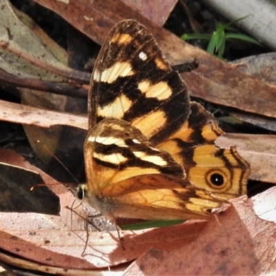 Heteronympha banksii (Banks' Brown) at Paddys River, ACT - 3 Apr 2022 by JohnBundock