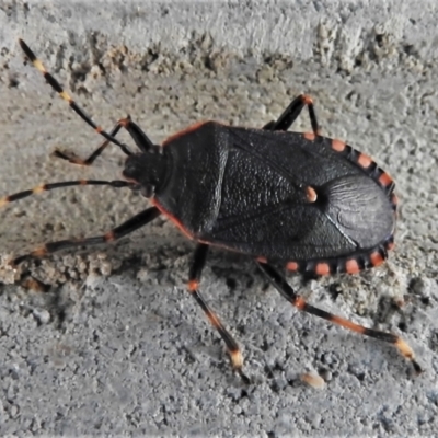 Notius depressus (Shield bug) at Tidbinbilla Nature Reserve - 3 Apr 2022 by JohnBundock