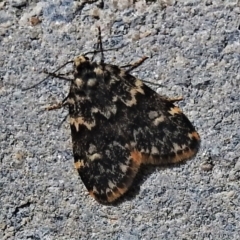 Halone coryphoea (Eastern Halone moth) at Kambah, ACT - 3 Apr 2022 by JohnBundock