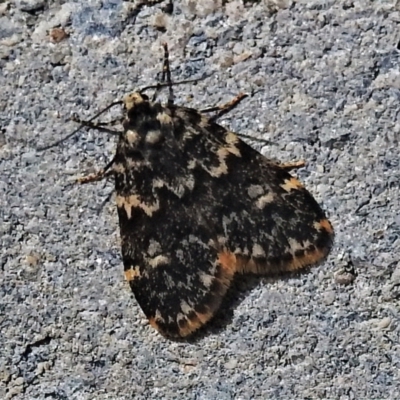 Halone coryphoea (Eastern Halone moth) at Tidbinbilla Nature Reserve - 3 Apr 2022 by JohnBundock