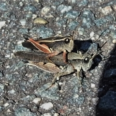 Phaulacridium vittatum (Wingless Grasshopper) at Paddys River, ACT - 3 Apr 2022 by JohnBundock